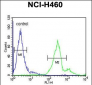 LAPTM5 Antibody (N-term)